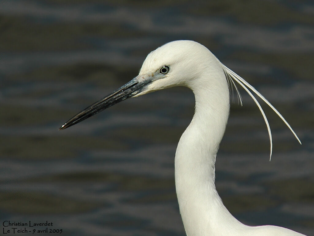 Aigrette garzette