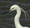 Aigrette garzette