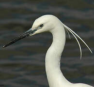 Little Egret