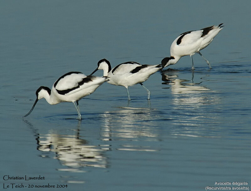 Avocette élégante