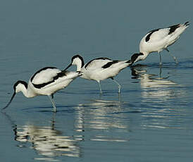 Avocette élégante