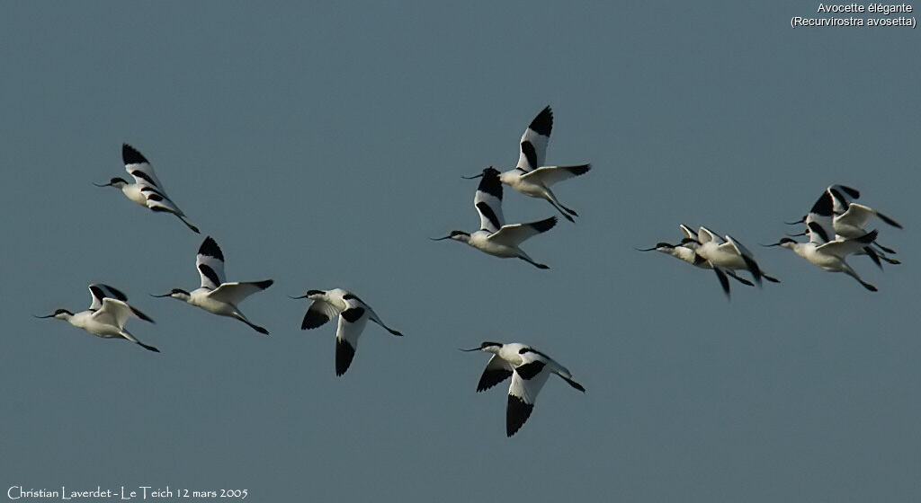 Avocette élégante