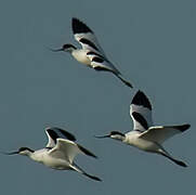 Avocette élégante