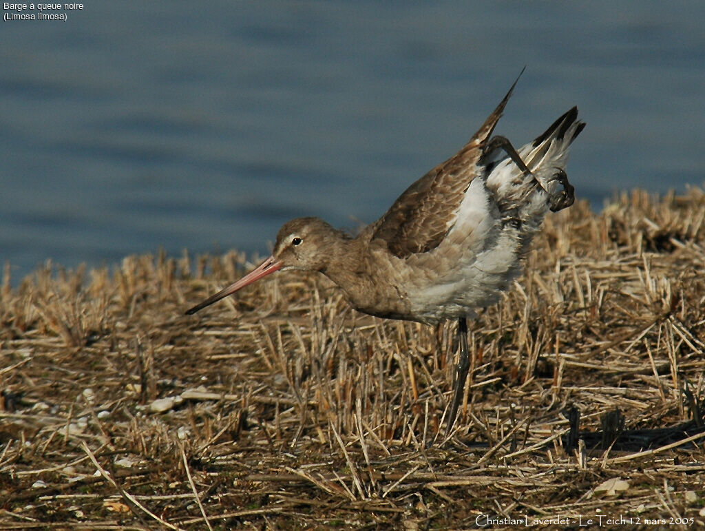 Black-tailed Godwit