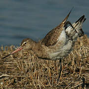 Black-tailed Godwit