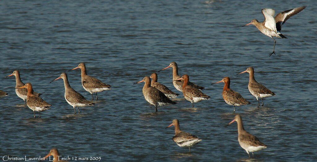 Black-tailed Godwit