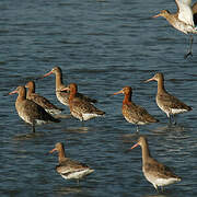 Black-tailed Godwit