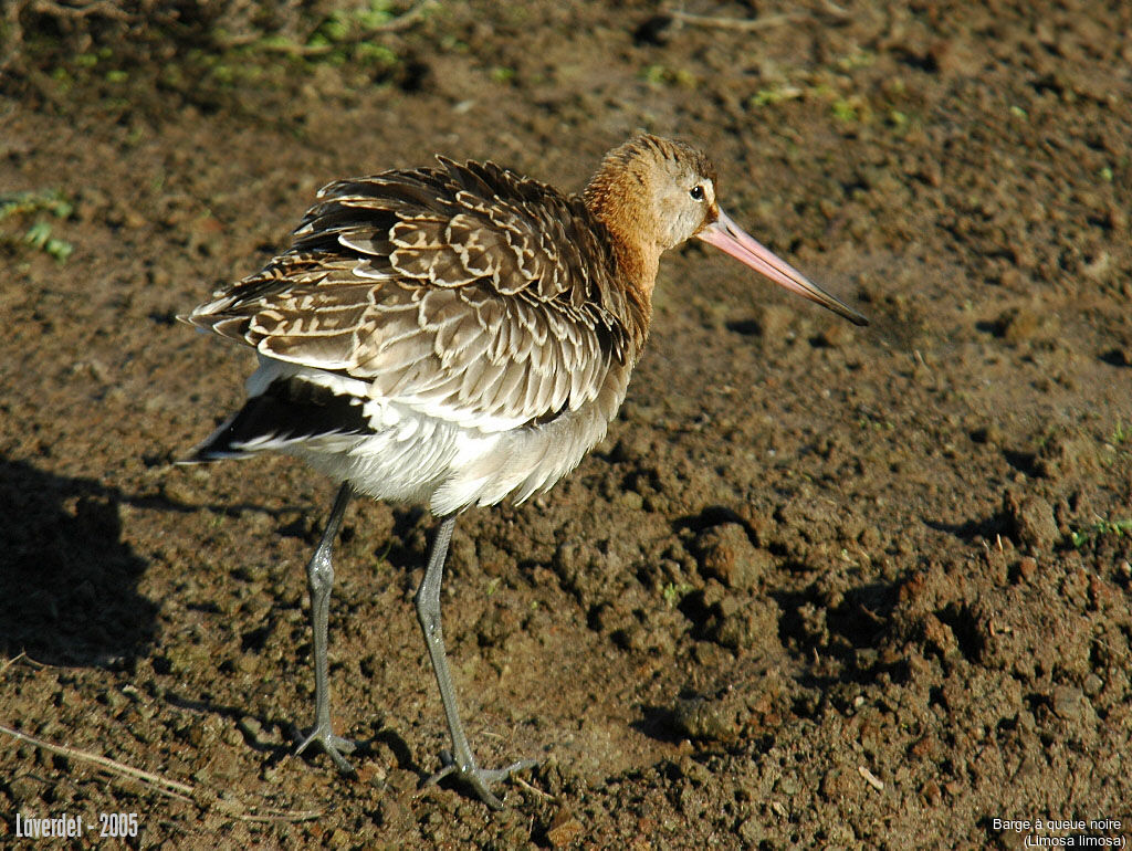 Black-tailed Godwit