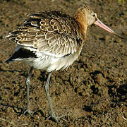 Black-tailed Godwit