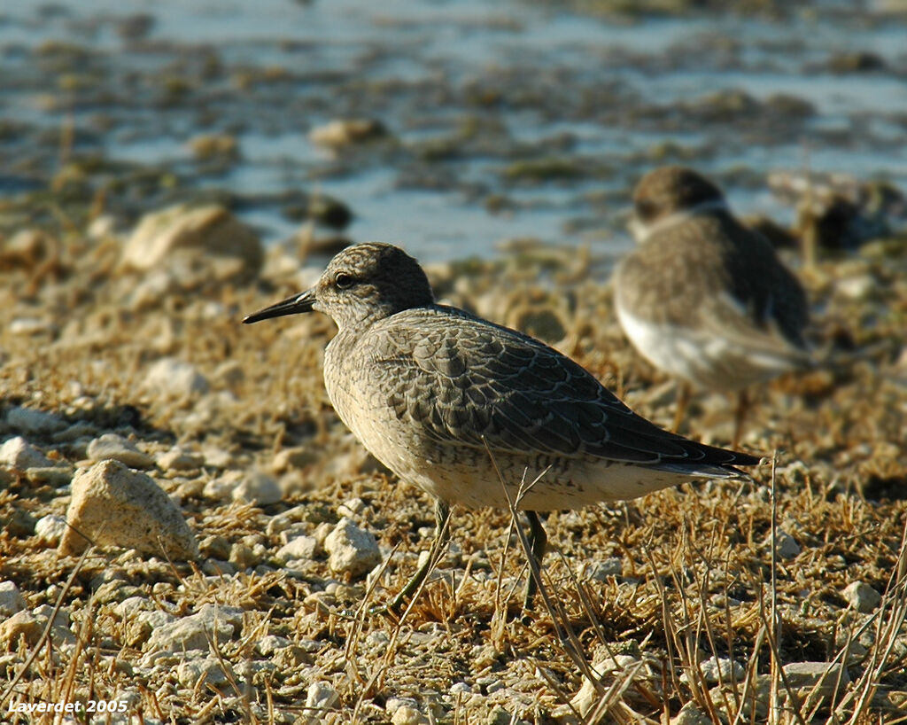 Bécasseau maubèche