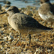 Red Knot