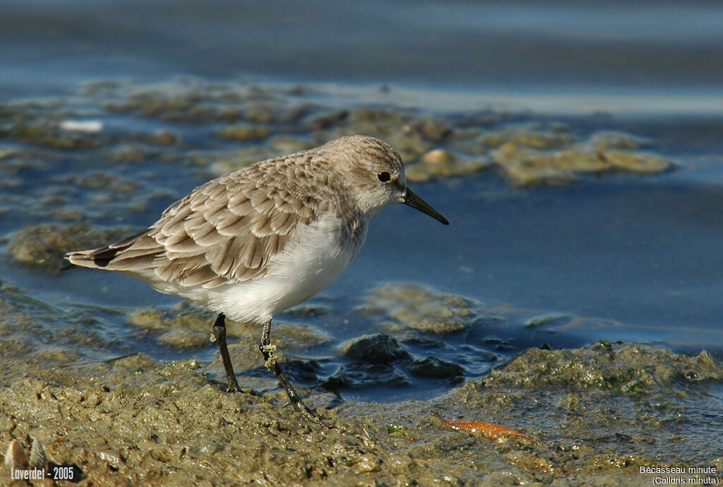 Little Stint