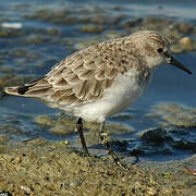 Little Stint