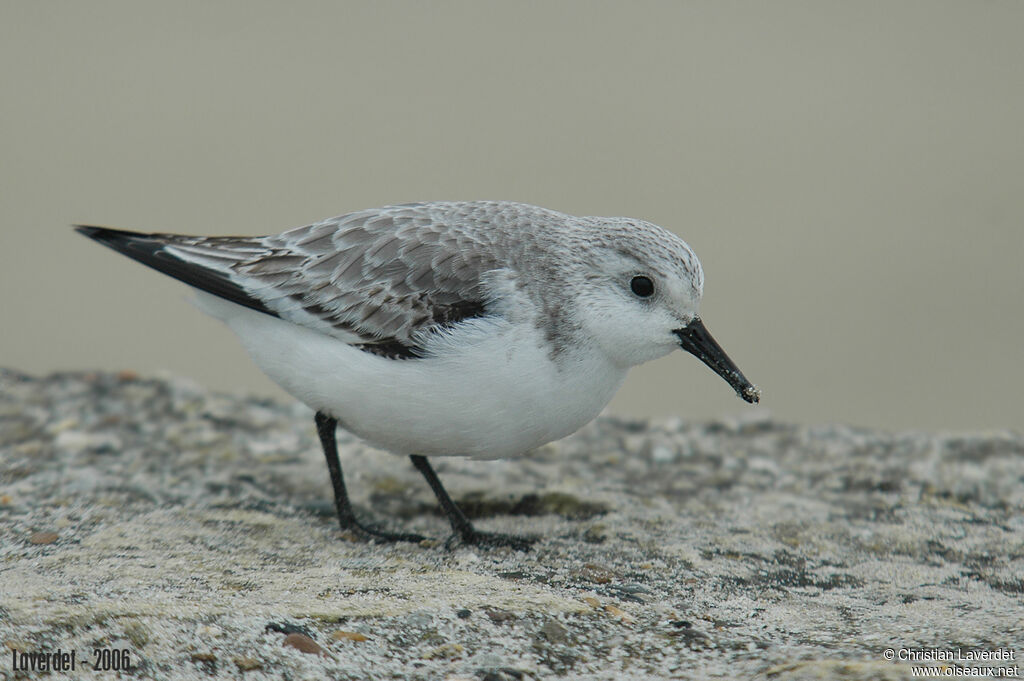 Sanderling