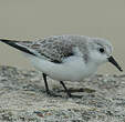 Bécasseau sanderling