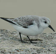 Bécasseau sanderling