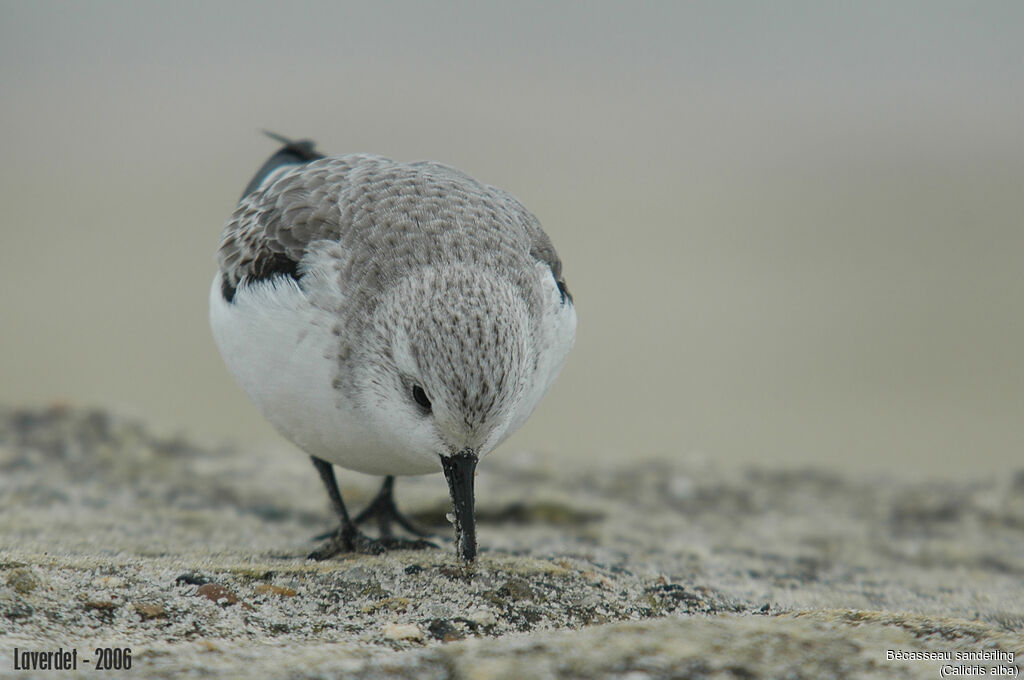 Bécasseau sanderling