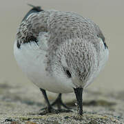 Bécasseau sanderling