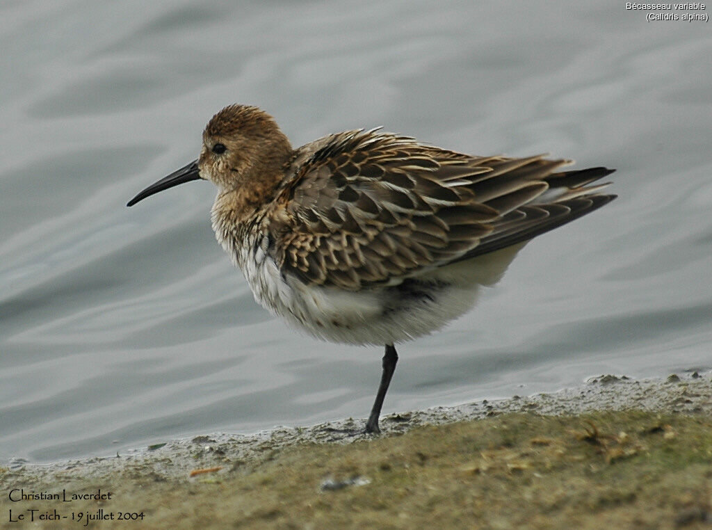 Bécasseau variable