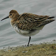 Dunlin