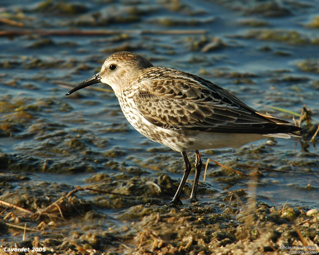 Bécasseau variable