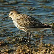 Bécasseau variable