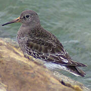 Purple Sandpiper