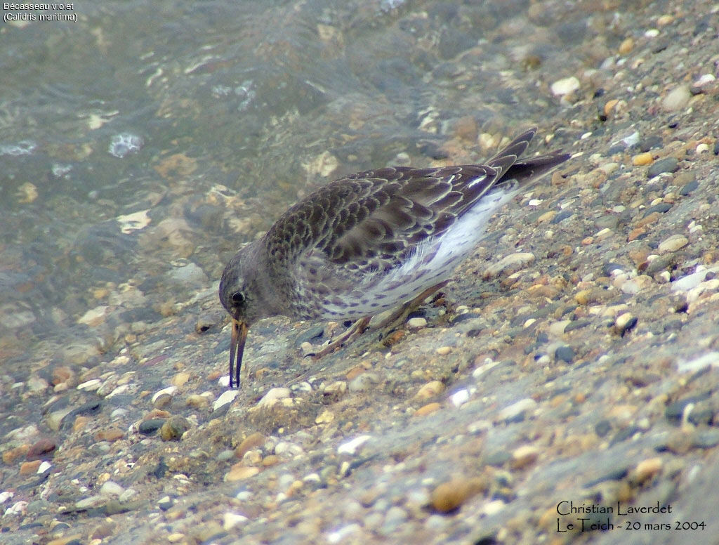 Purple Sandpiper