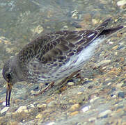 Purple Sandpiper