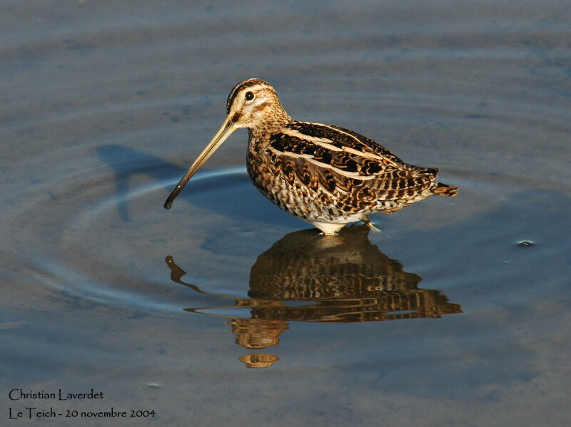 Common Snipe