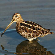 Common Snipe