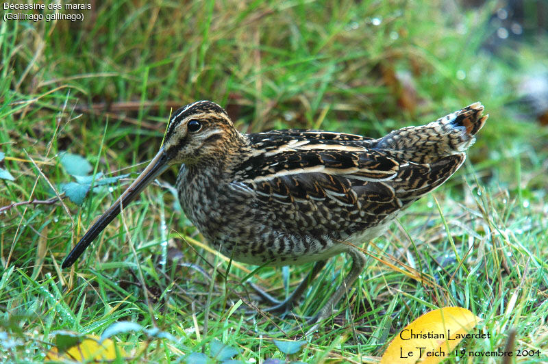 Common Snipe