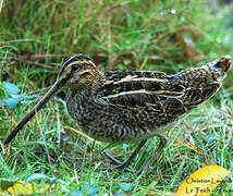 Common Snipe