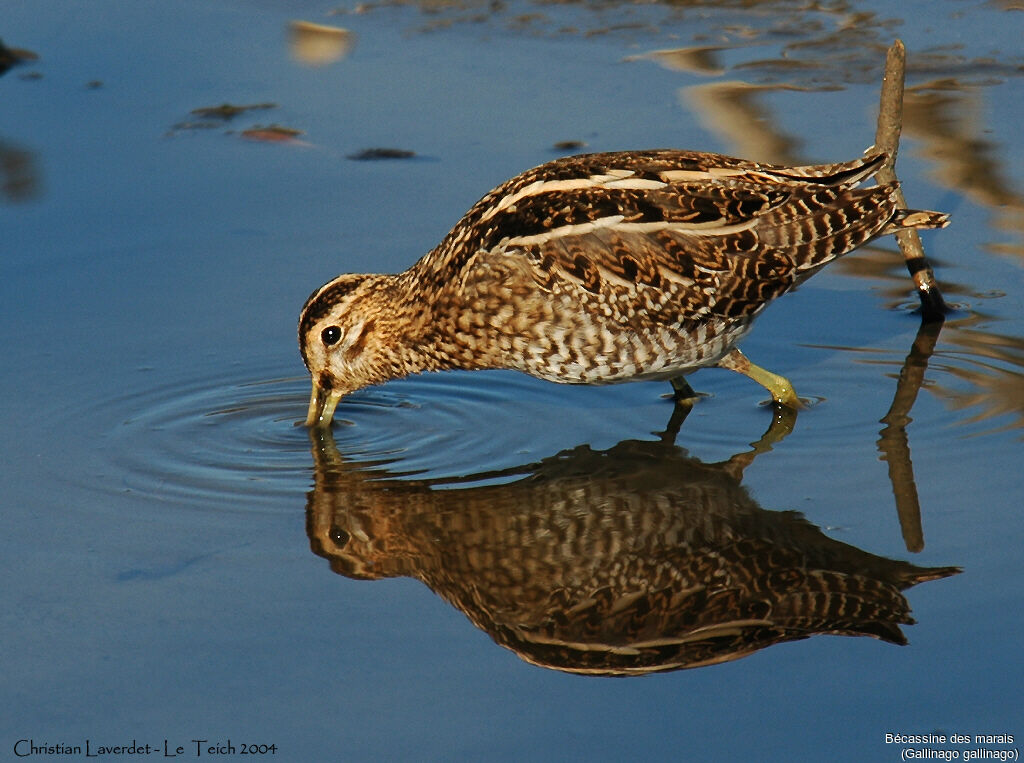 Common Snipe