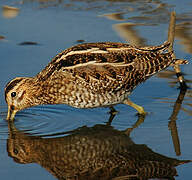 Common Snipe