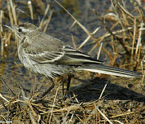 White Wagtail