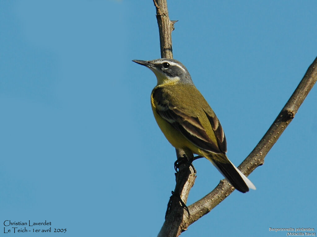 Western Yellow Wagtail