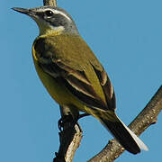 Western Yellow Wagtail