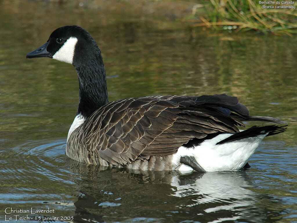 Canada Goose