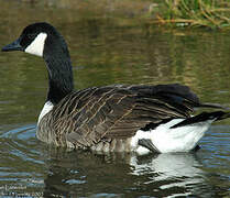 Canada Goose