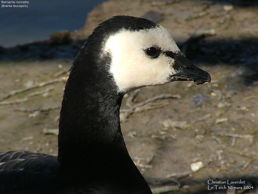 Barnacle Goose