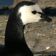 Barnacle Goose