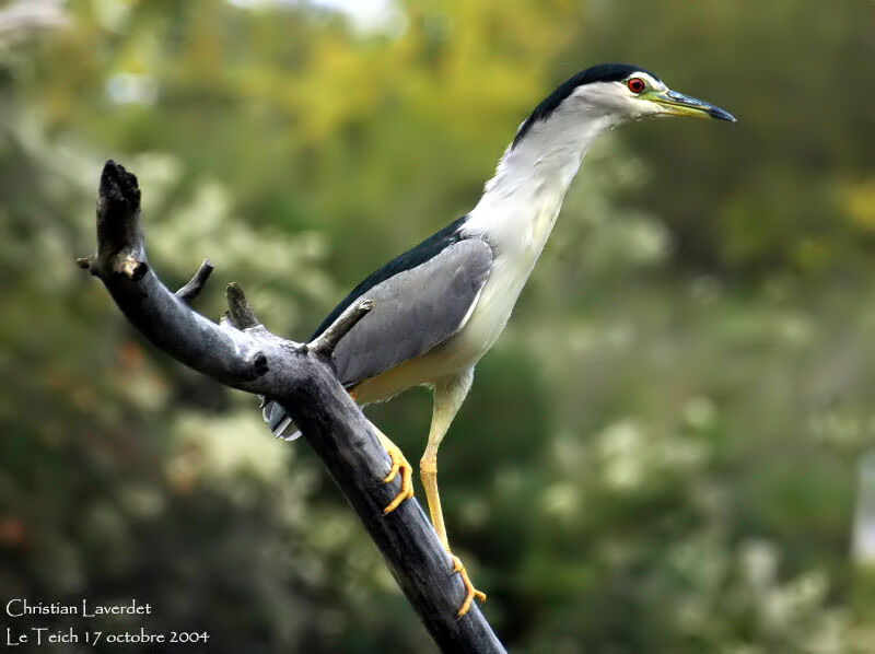 Black-crowned Night Heron