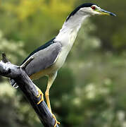 Black-crowned Night Heron