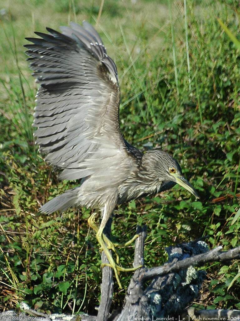 Black-crowned Night Heron