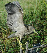 Black-crowned Night Heron