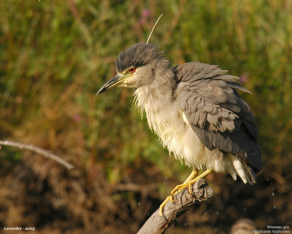 Black-crowned Night Heron