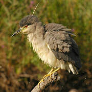 Black-crowned Night Heron