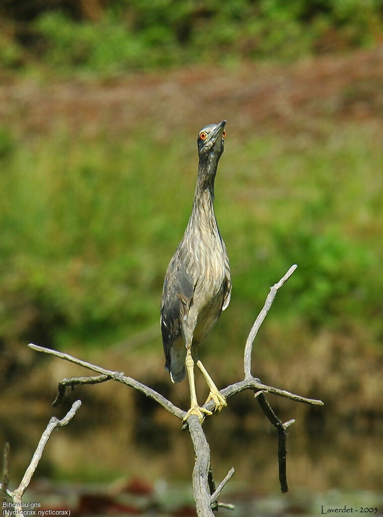 Black-crowned Night Heron