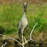 Black-crowned Night Heron